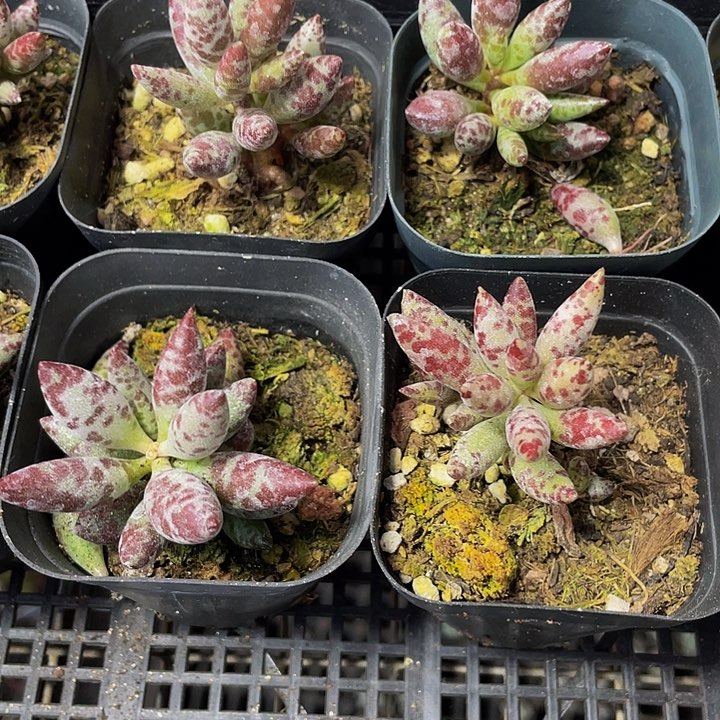 梅花鹿水泡3.8带盆土