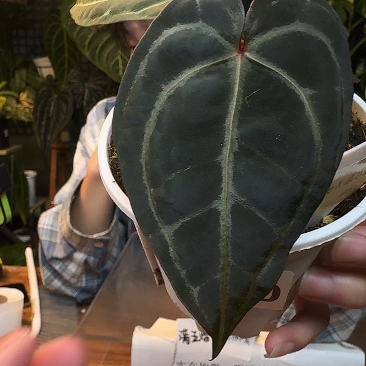 不开花植物I140米歇尔杂紫水晶