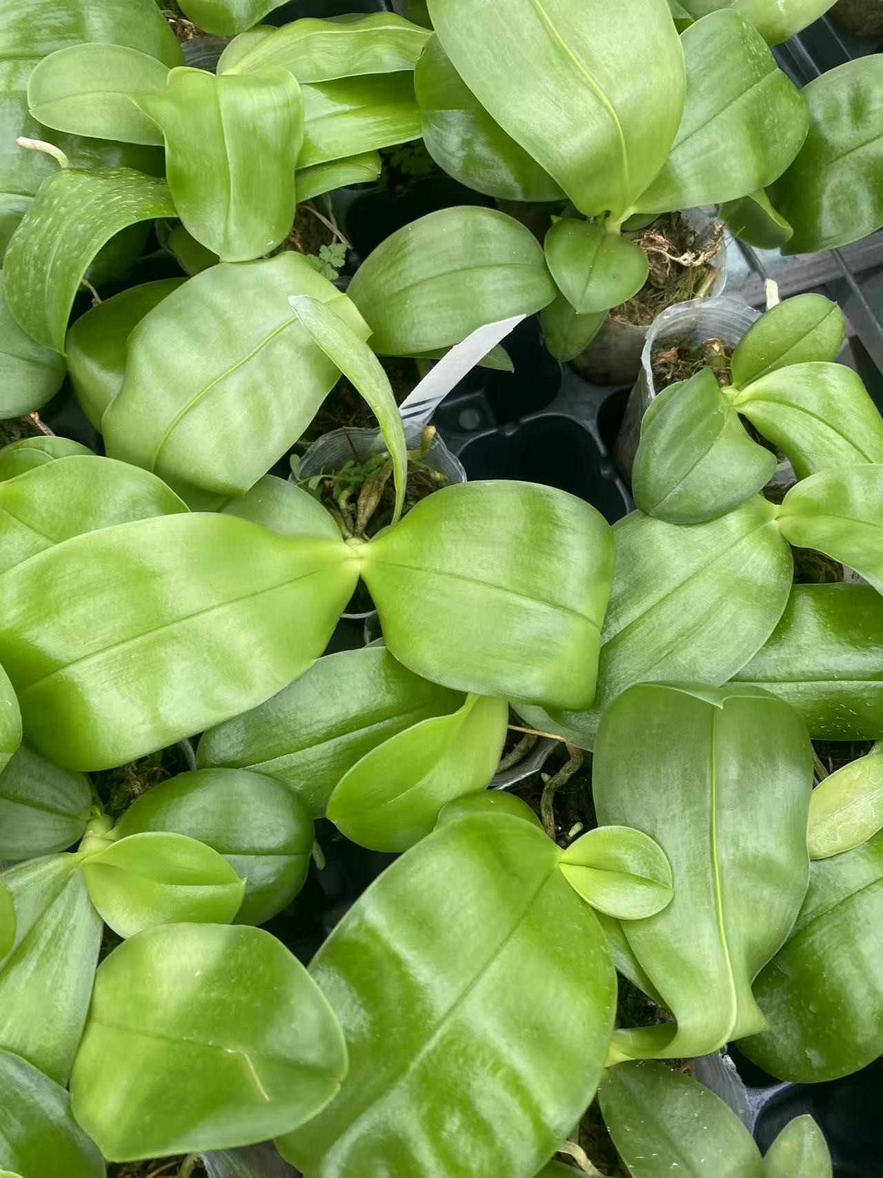 【史塔基】2.8寸蝴蝶兰