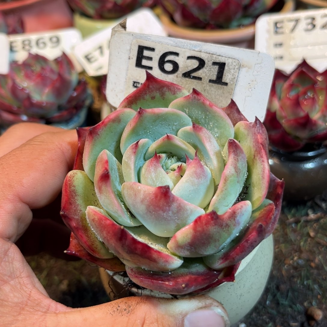 惊鸿一瞥621号多肉