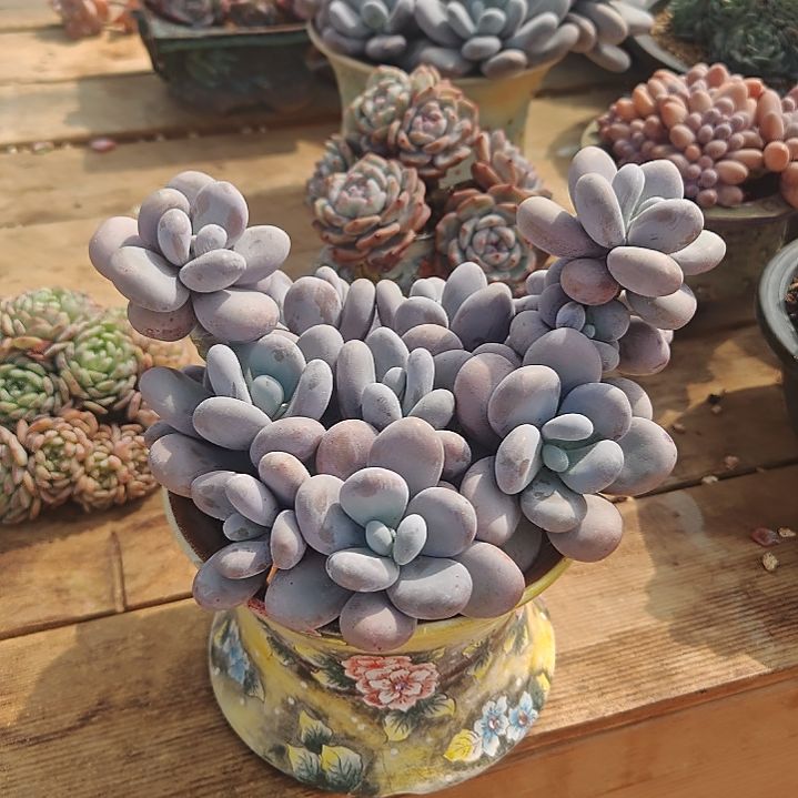 米老鼠奶酪自然群，12345494