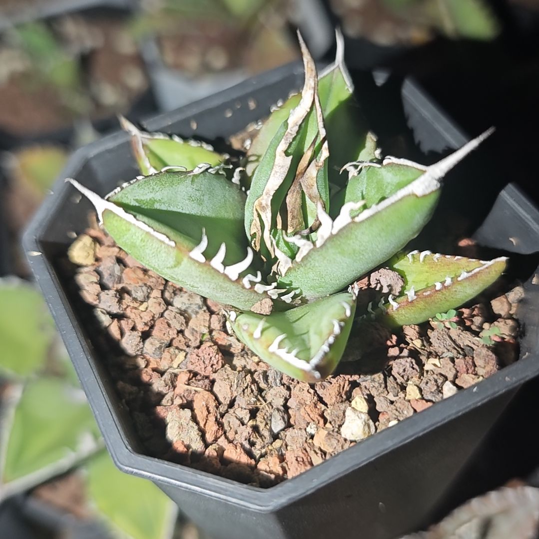 大甲盖绿肌仁王冠龙舌兰