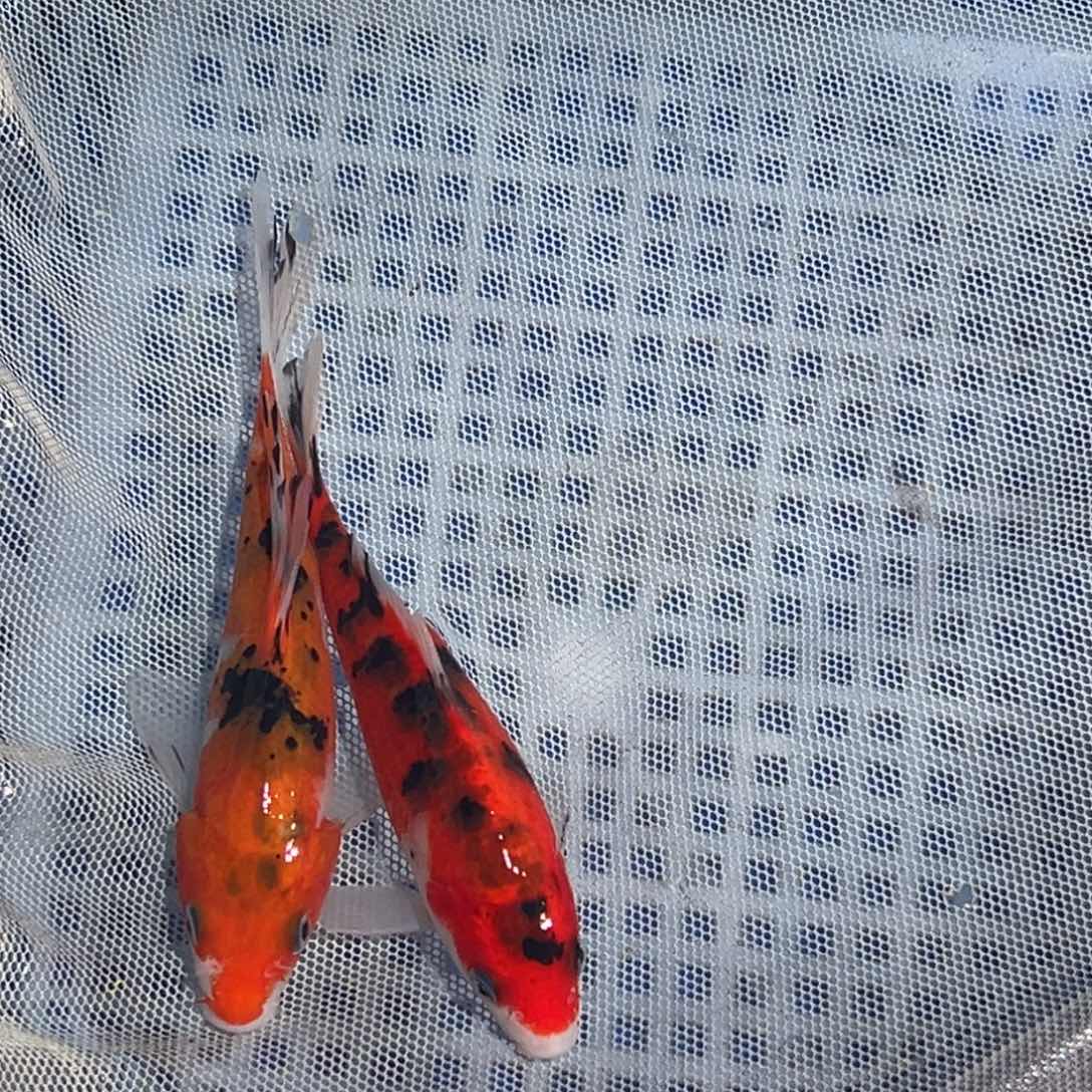 锦鲤锦鲤观赏鱼11111