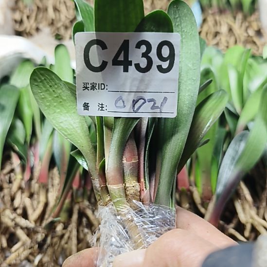 杜***G完全开放7777777777