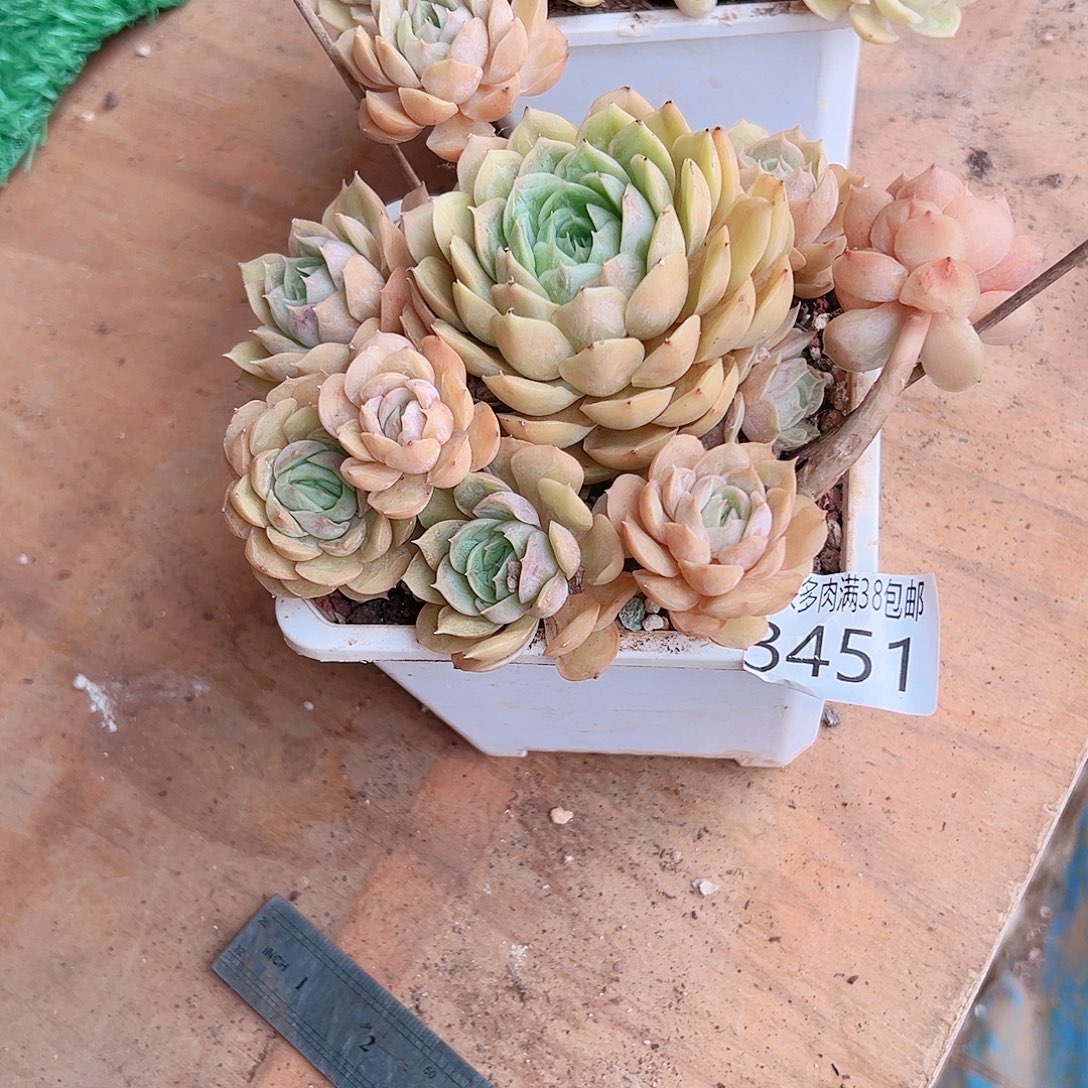 栀****无花朵多肉一物一拍植物3451