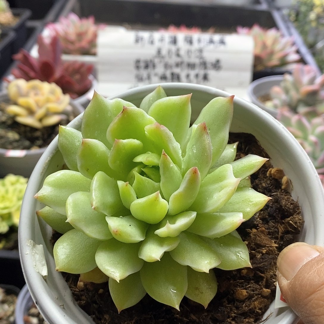 24146绿水晶雪花锦多肉
