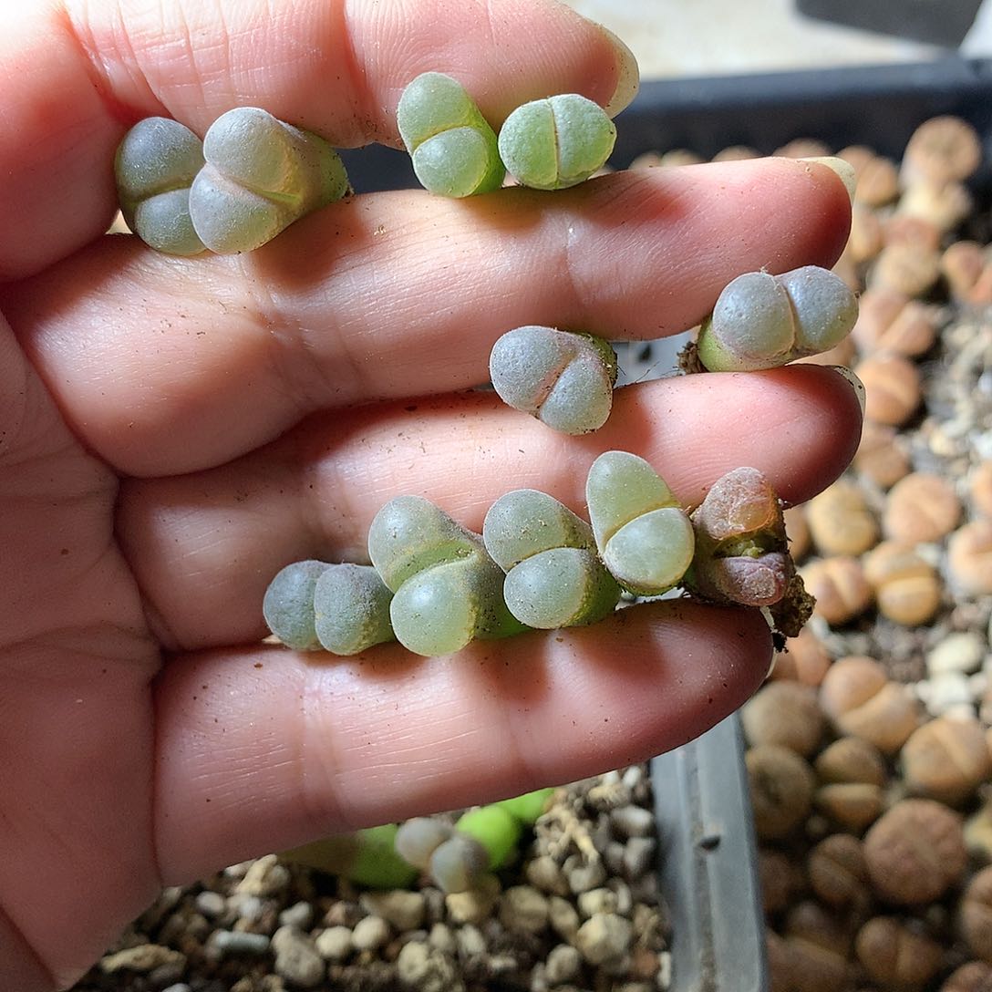 橘***堂G93多肉植物保护研究所
