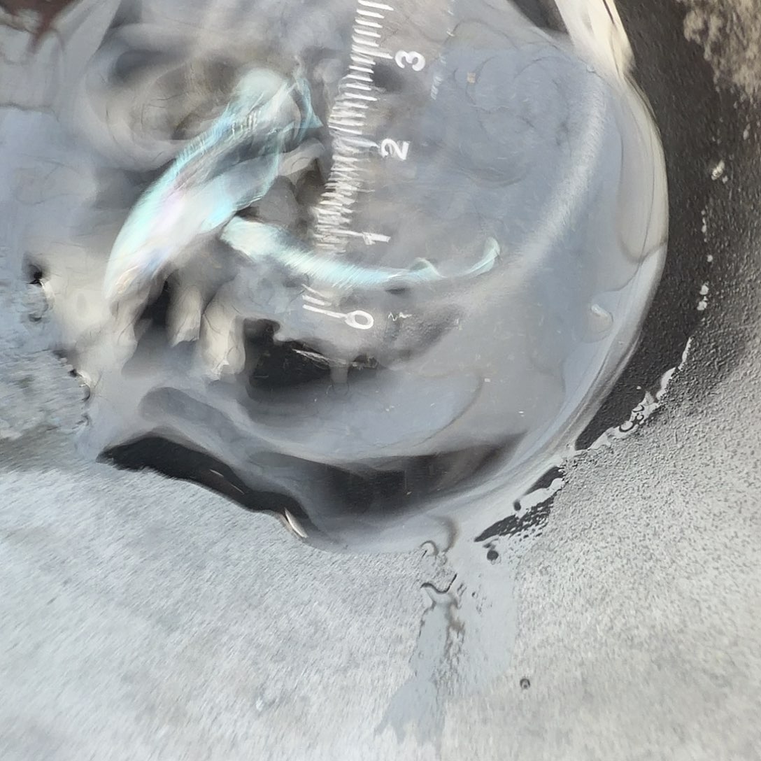 青鳉鱼观背青鳉50