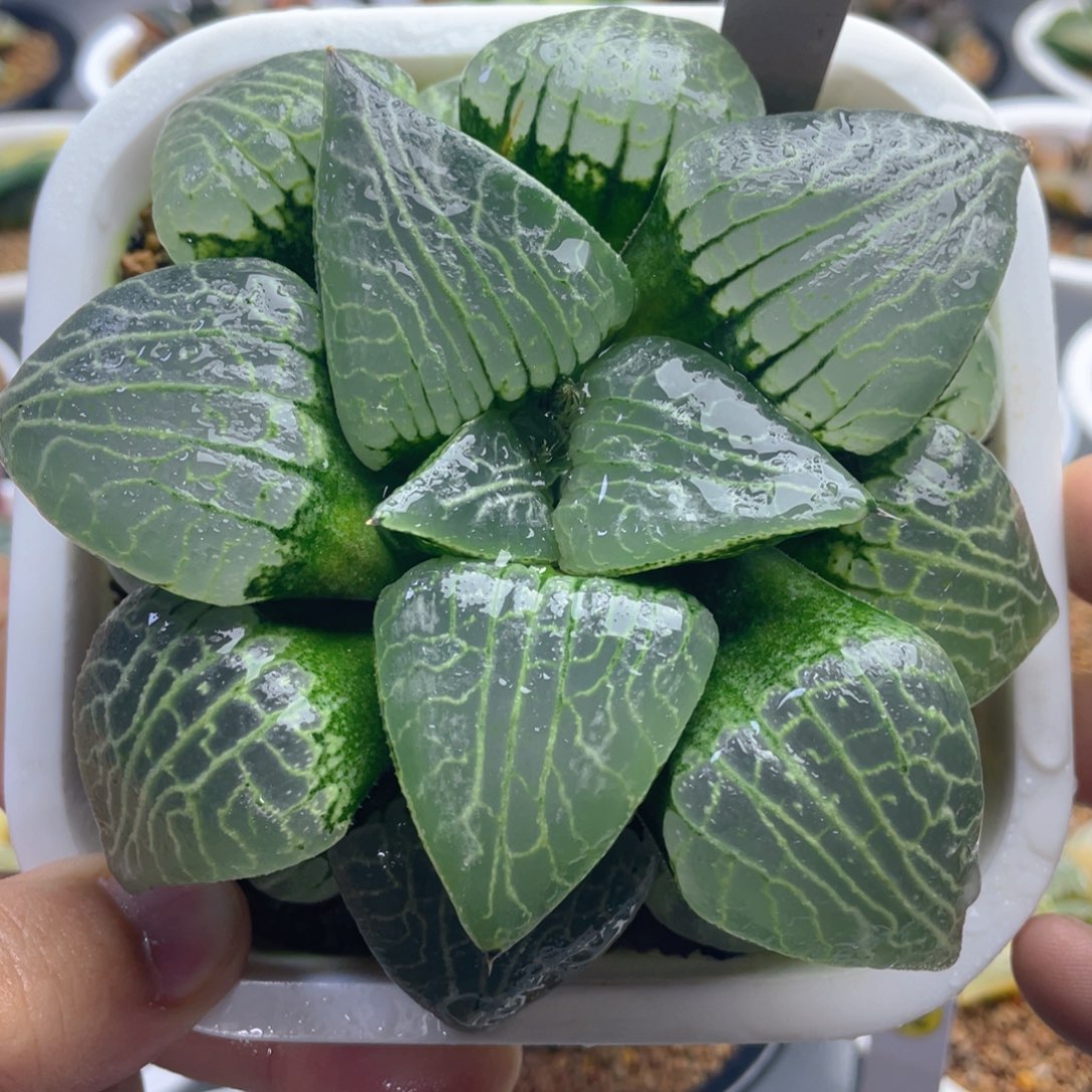 19.十二卷多肉水晶丸叶101母本。   