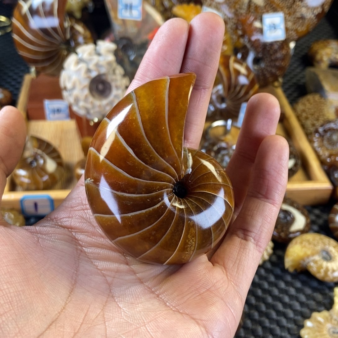 玉天然古生物化石鹦鹉螺化石