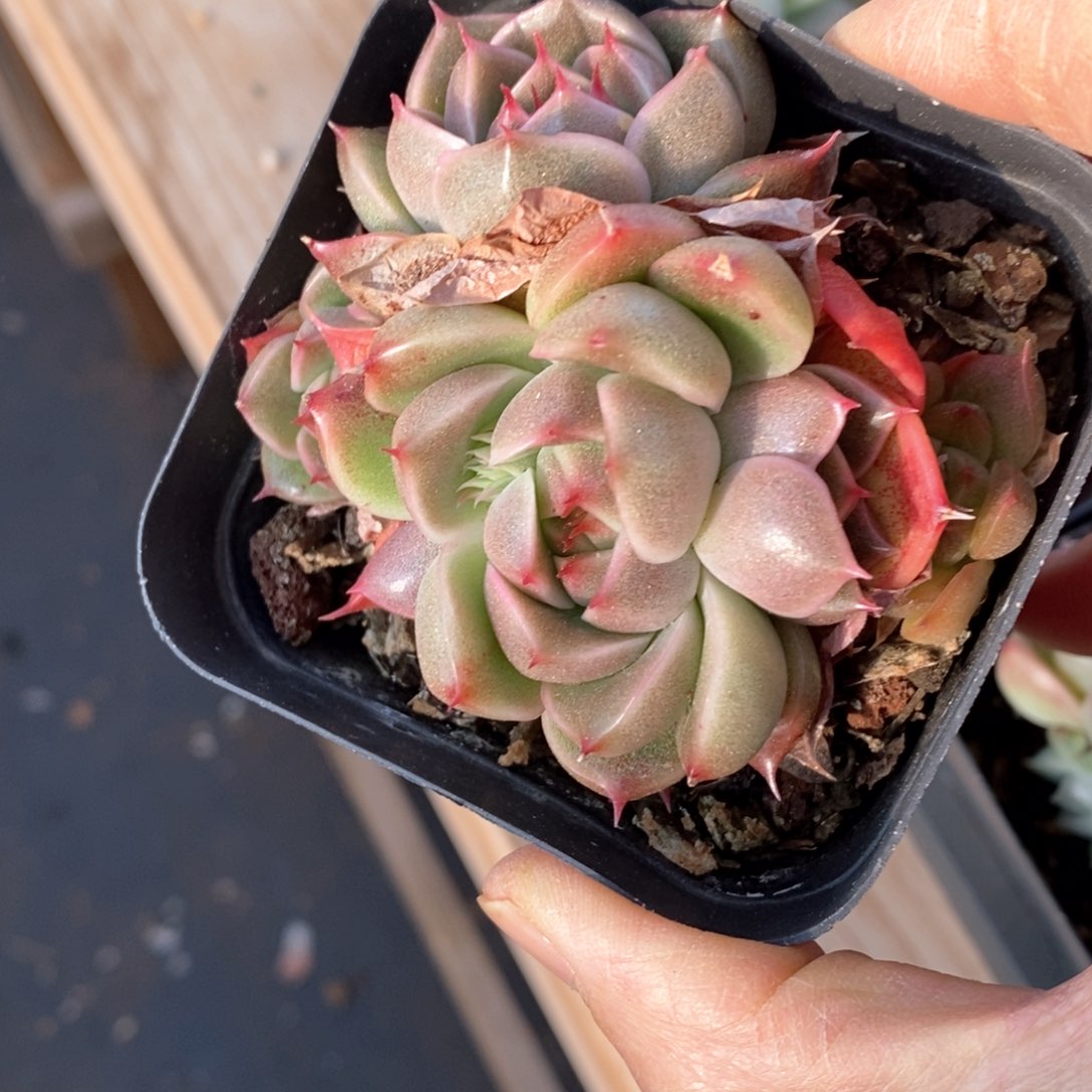 精品多肉一物一拍不包整138