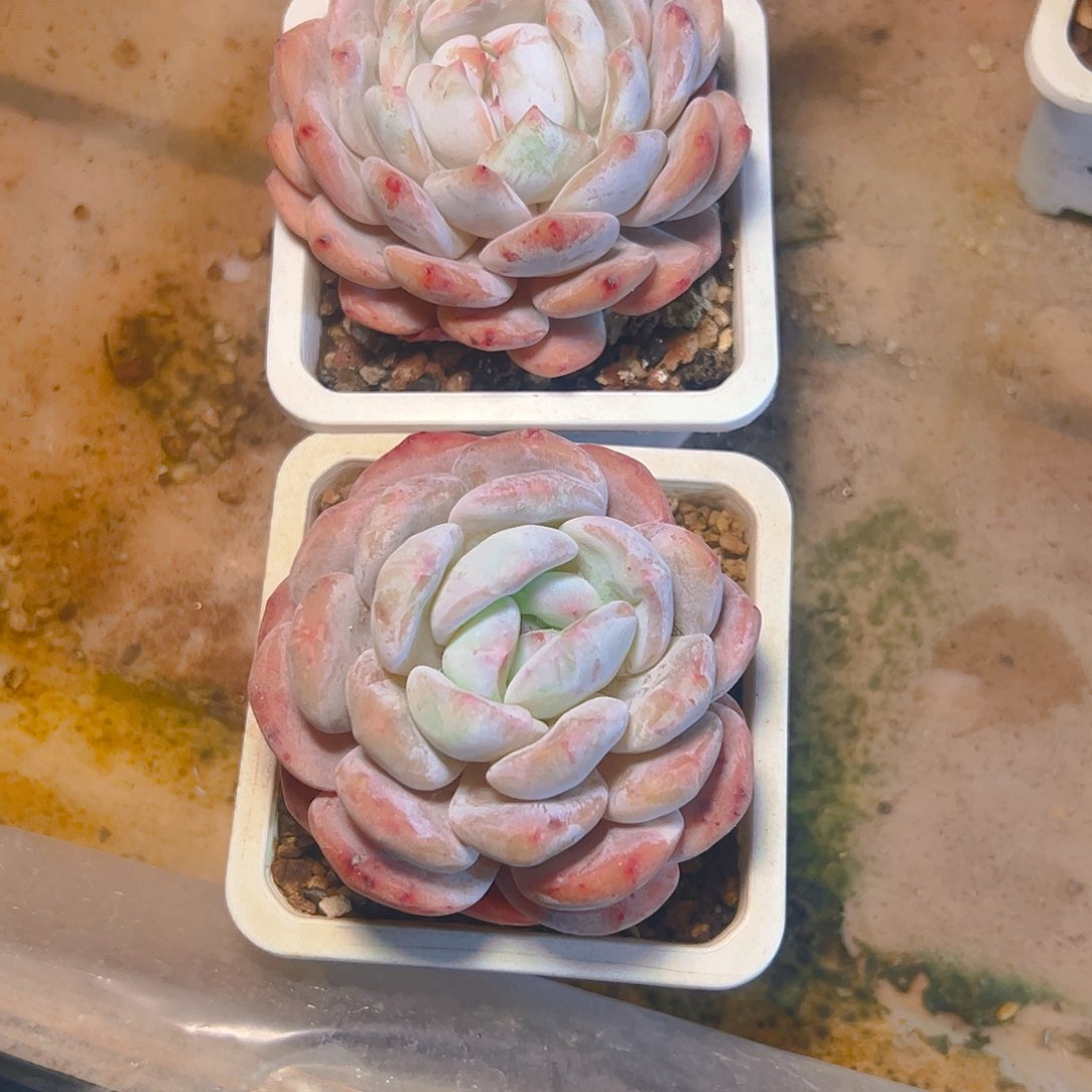 两颗橙梦露726号一物一拍