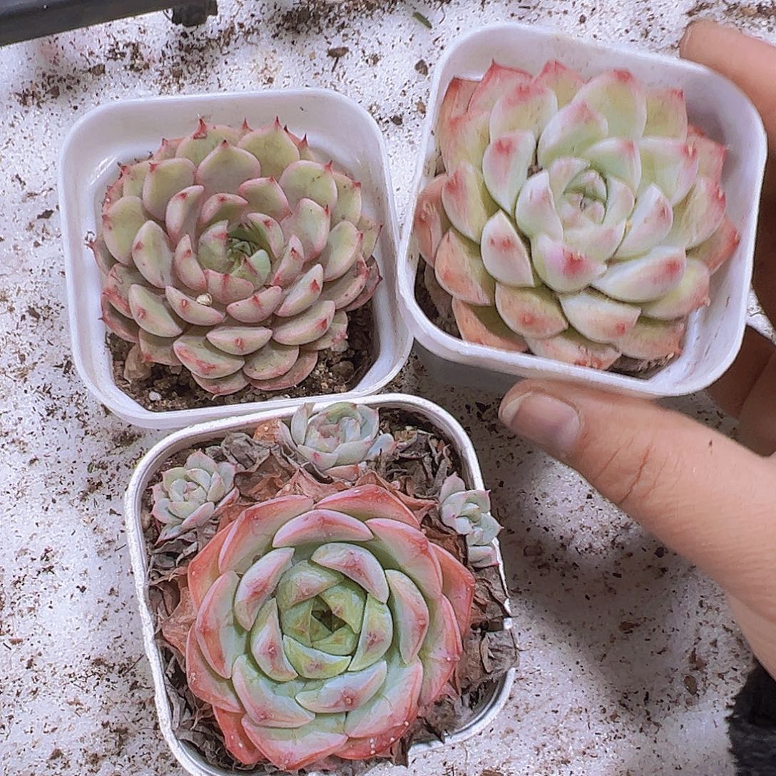 皱边组合3个拓土发货