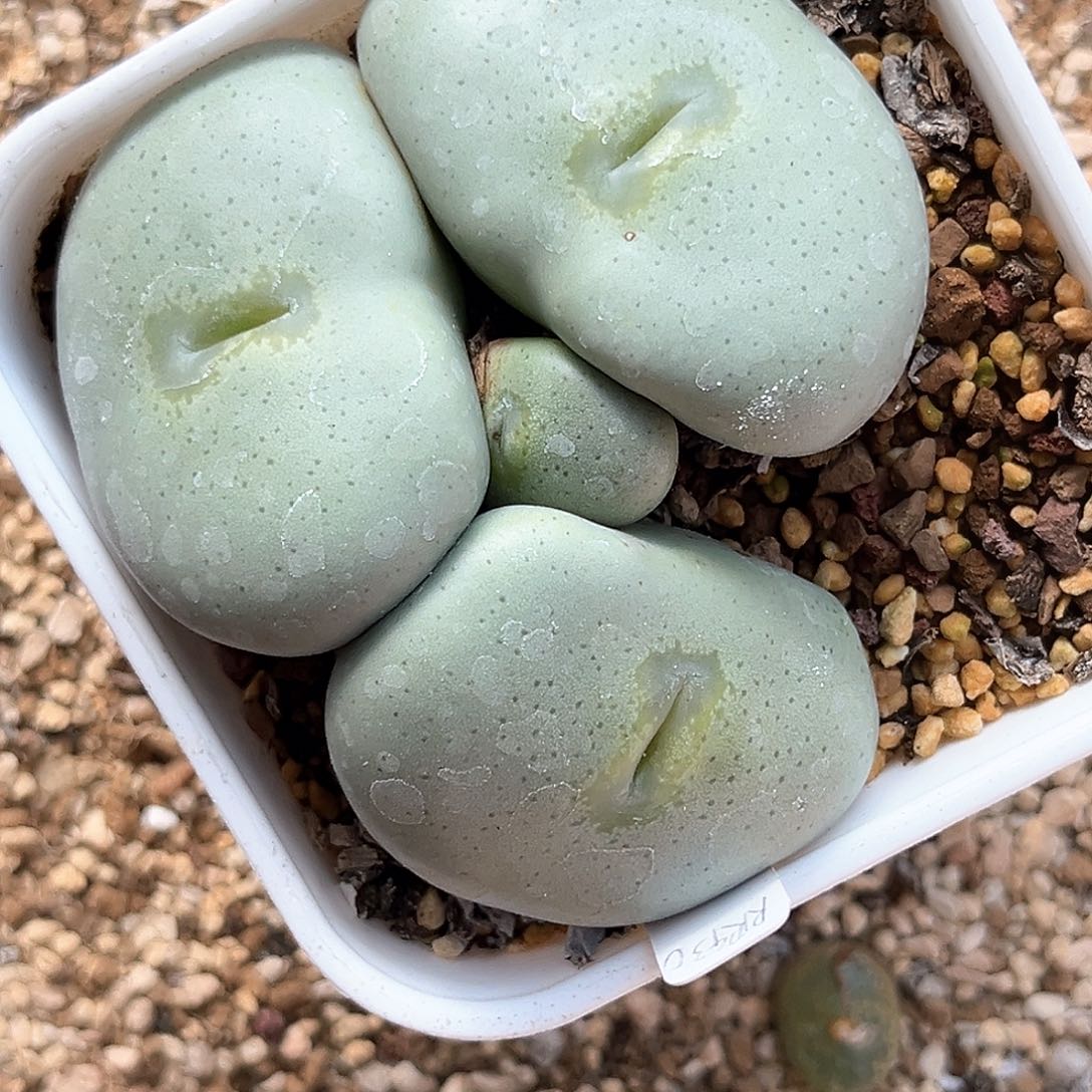 多肉植物满58包邮