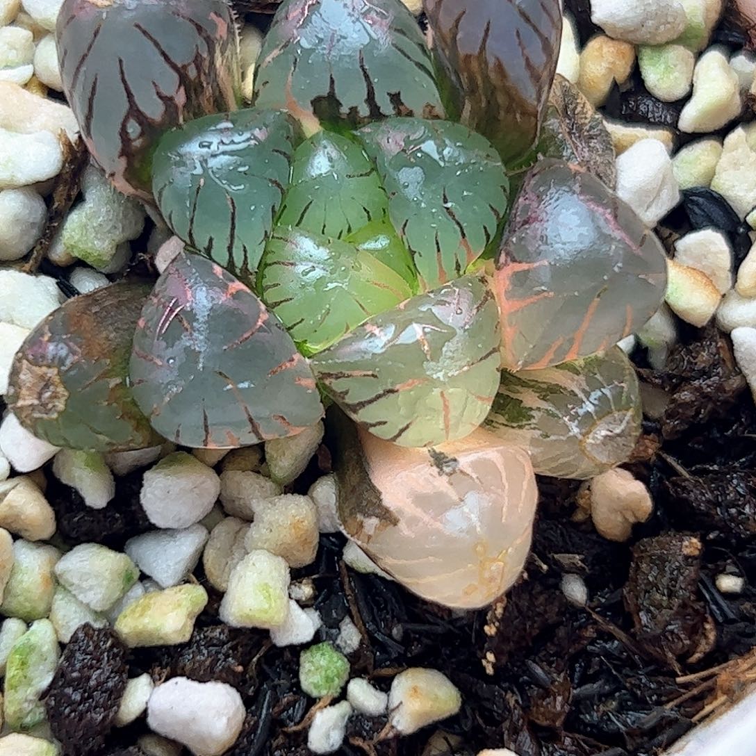 紫罗兰锦十二卷多肉植物