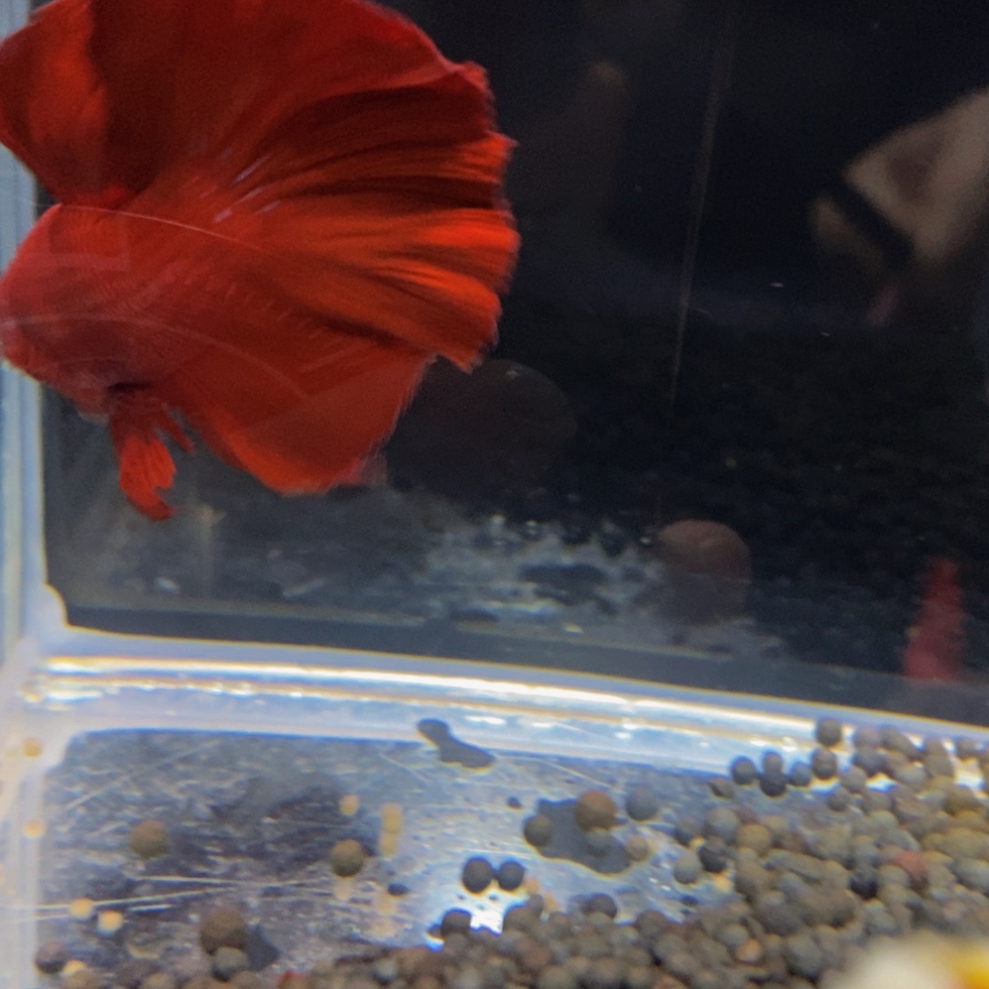 热带鱼公403巨斗