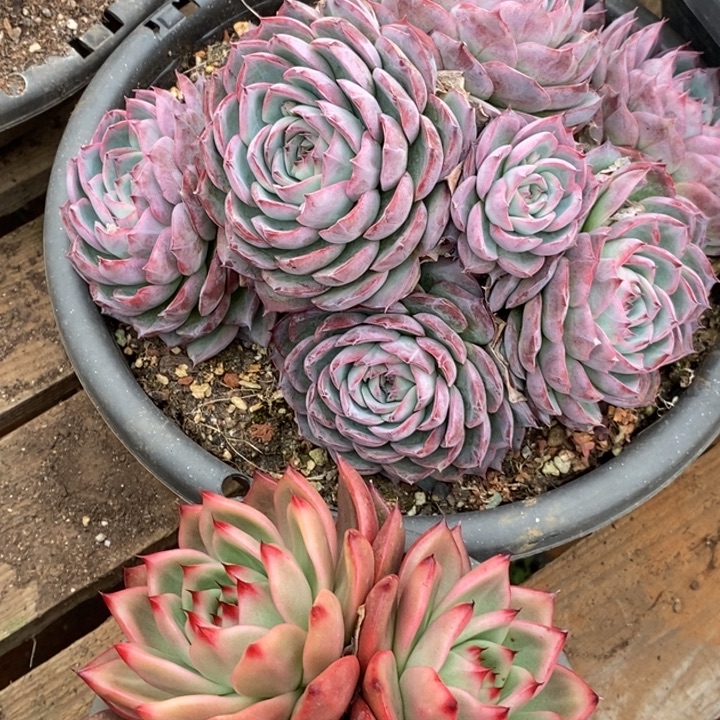 多肉植物福利组合