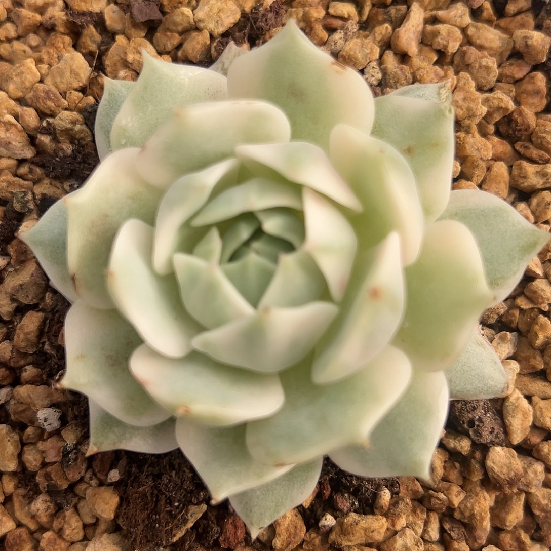 露娜连锦多肉植物