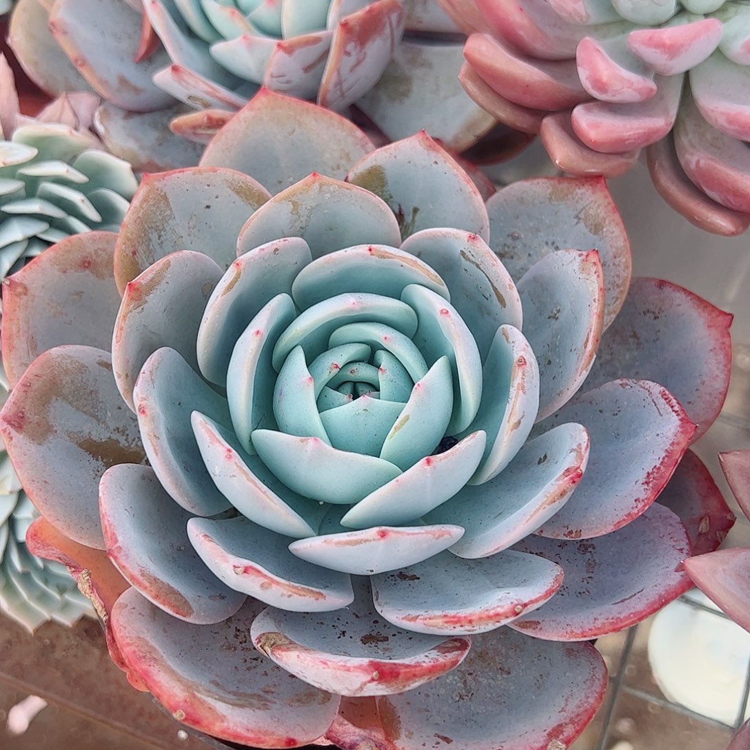 凤橙大单头精品特价