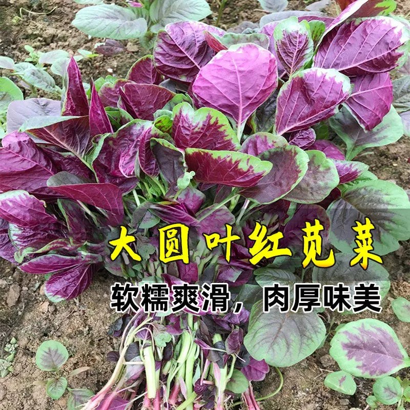 红苋菜种子四季可收耐热耐抽苔适合阳台盆栽蔬菜种籽