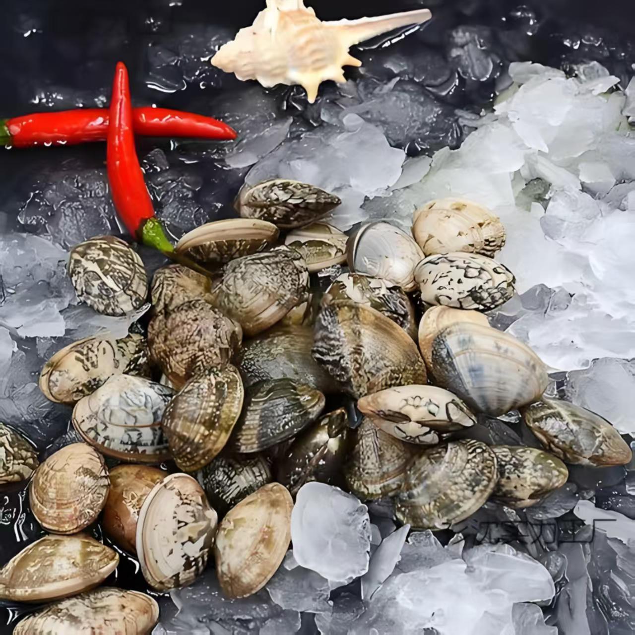 连云港鲜活无沙花蚬子