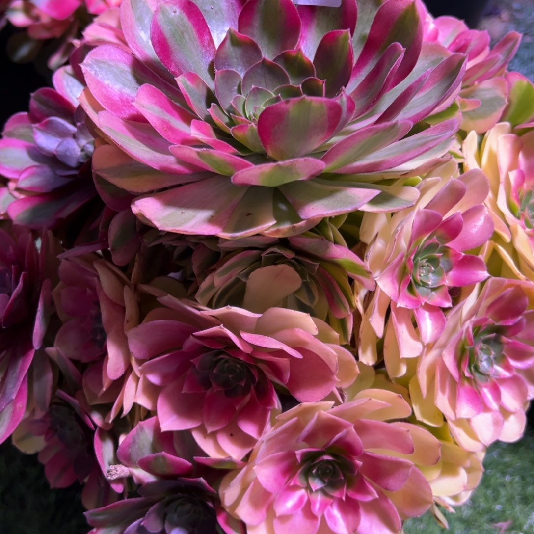 403，雨合多肉植物