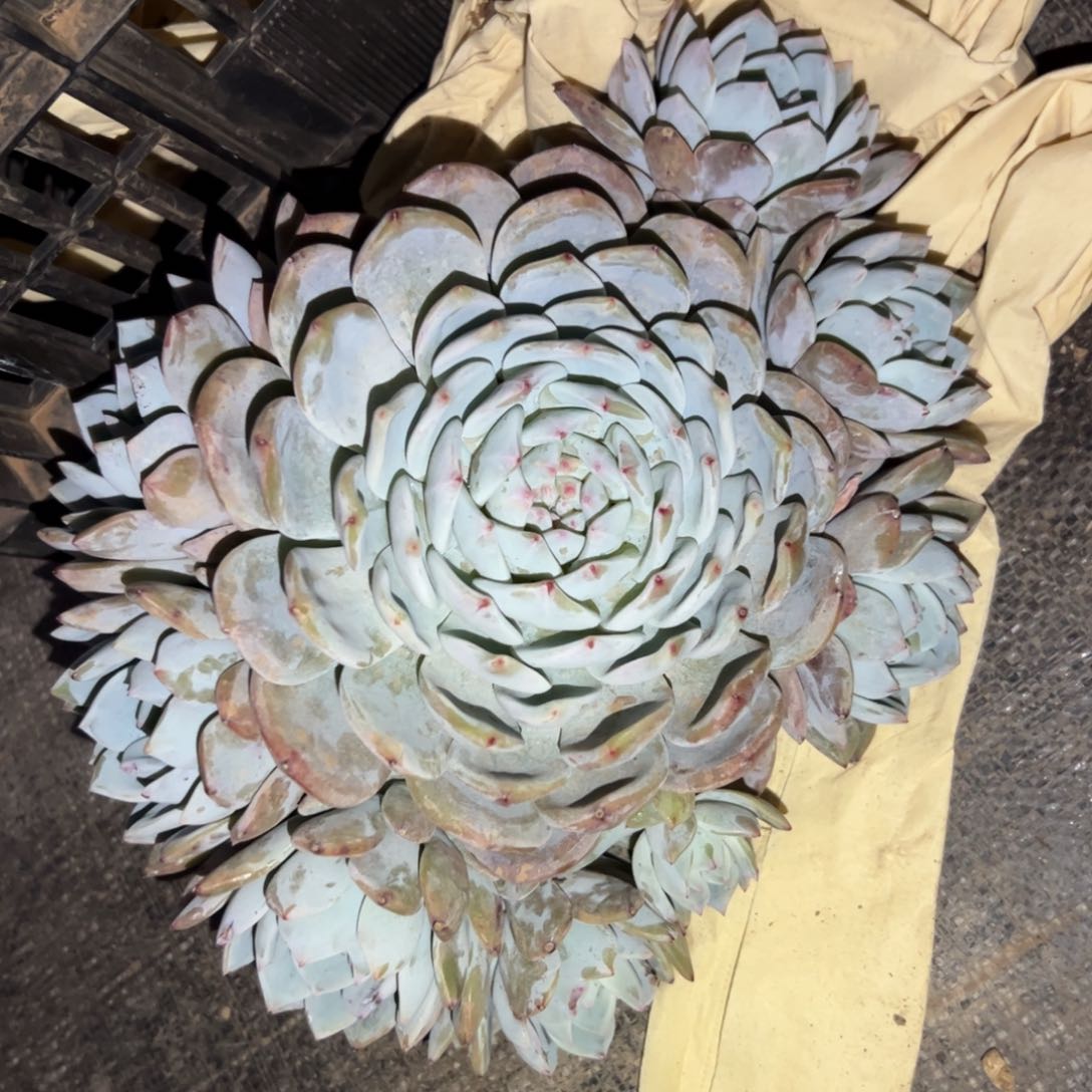 橙梦露68 零零多肉植物