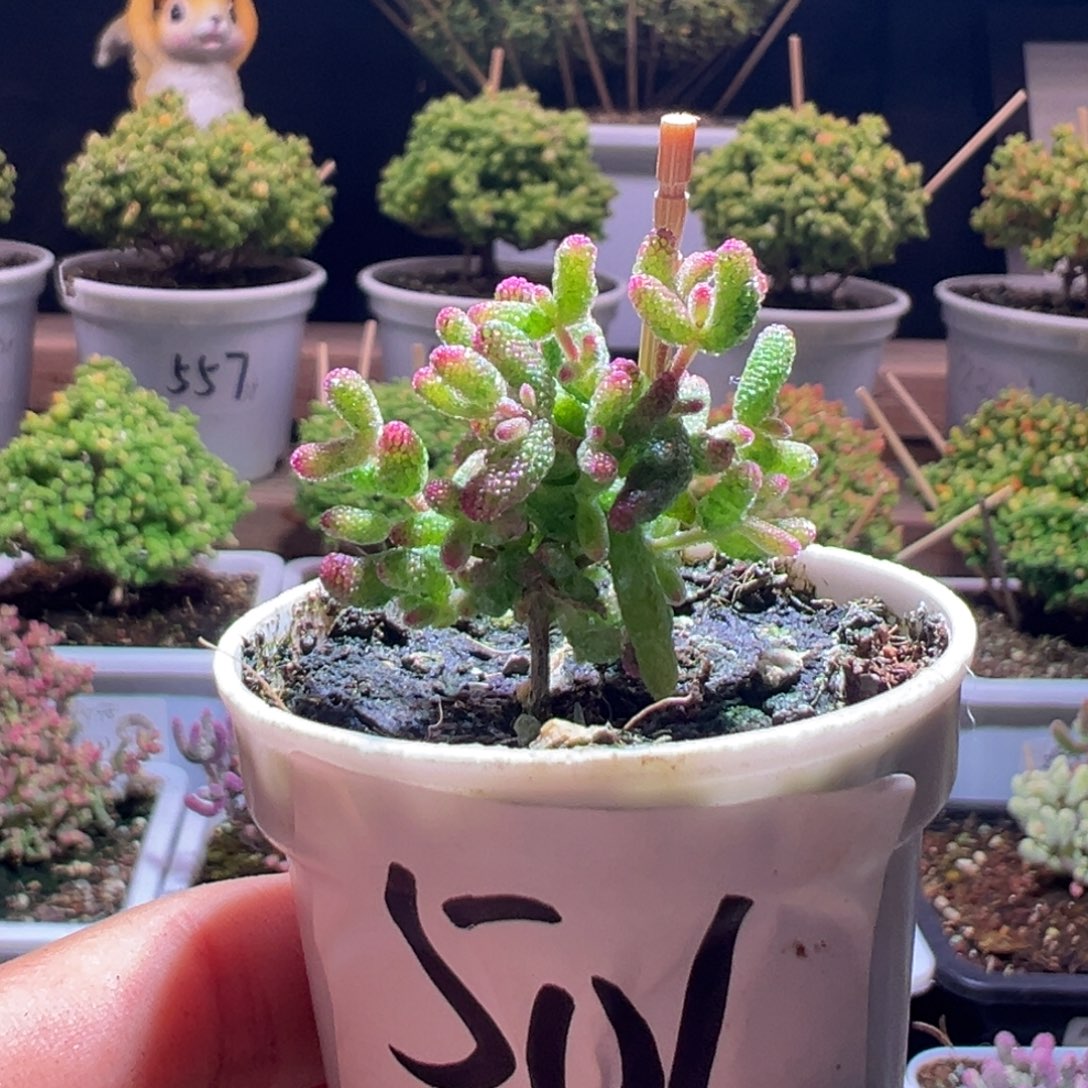 中***球501花斑露一物一拍包开箱