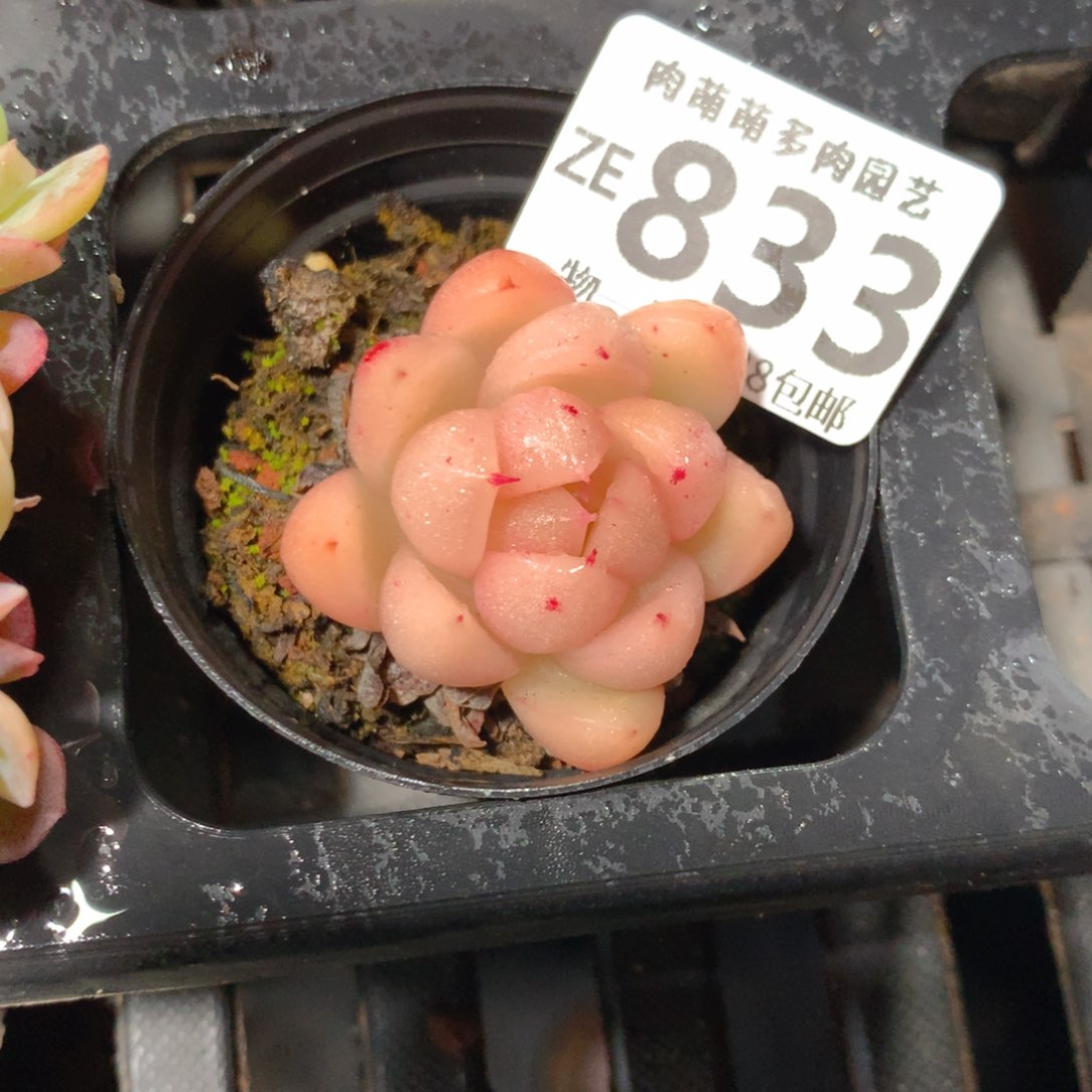 5CM拇指盆精控多肉ZE833