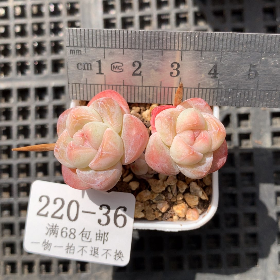 E***s36。长腿小脸糖心冰玉。