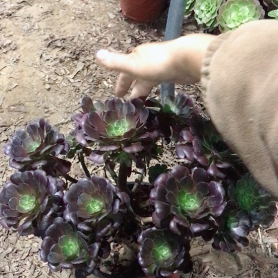 华***敏萝莉法师多肉植物21