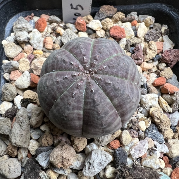 胭脂布纹球实生仙人球块根多肉室内防辐射好养绿植盆栽