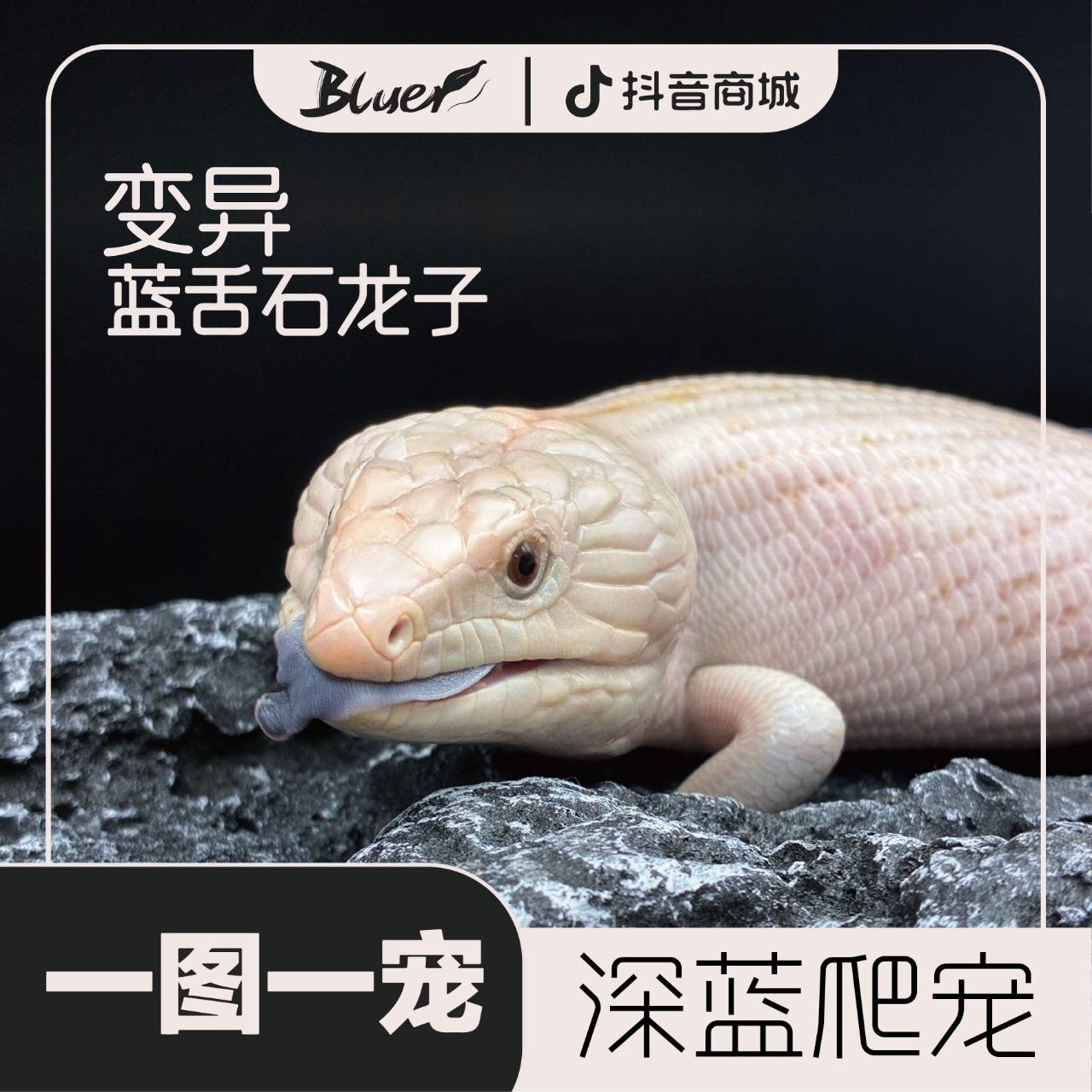 【bluer深蓝】变异蓝舌石龙子人工繁殖蜥蜴爬宠活体宠物蜥蜴宠物