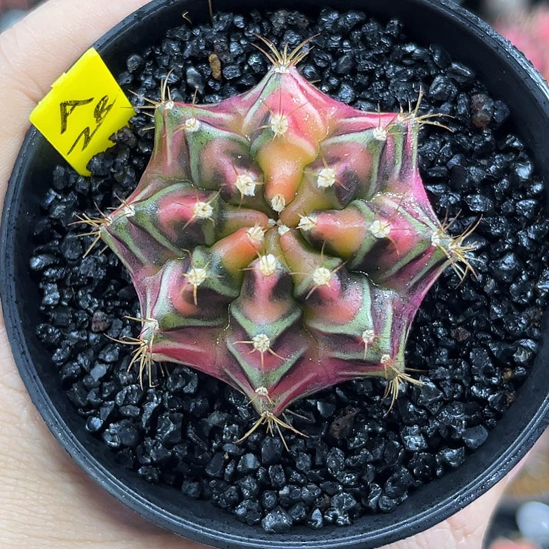 A28泰系米哈锦，七彩散斑锦