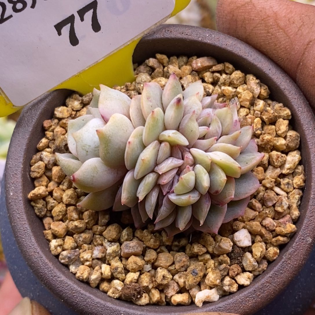 677无啦啦夜莺缀化多肉植物