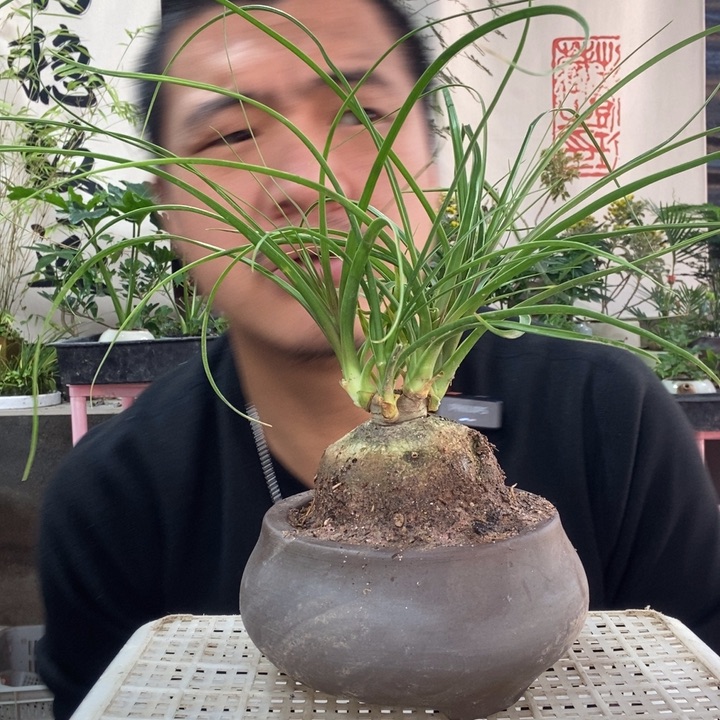 ～****以实际为准盆栽盆景绿植131