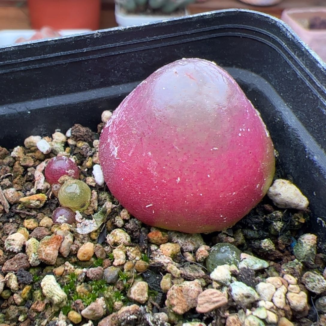 0491号灯泡 多肉植物