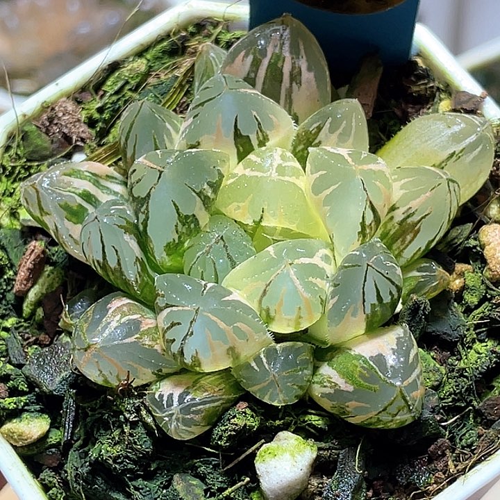 984水晶灯锦一物一拍