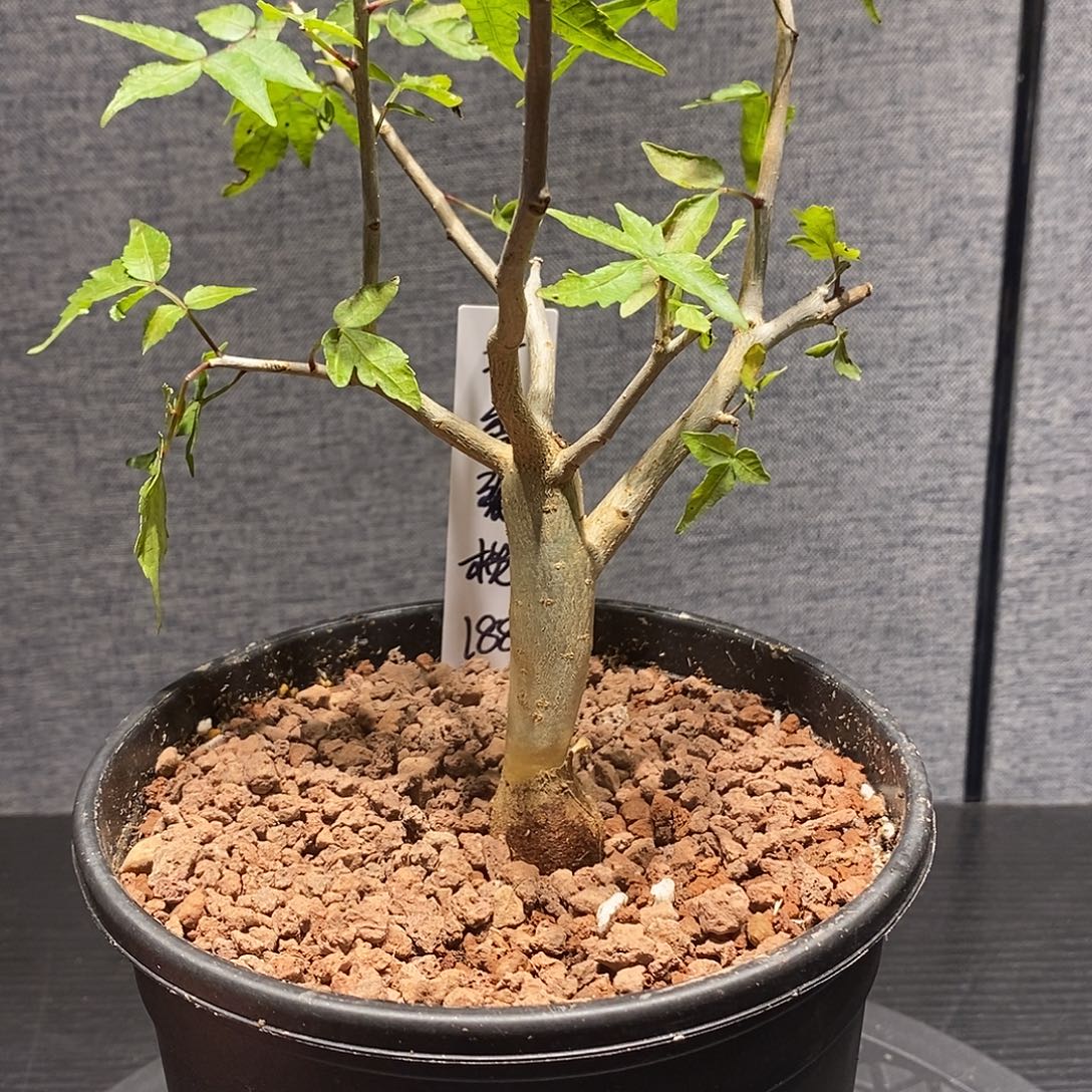 芳香裂榄实生带盆