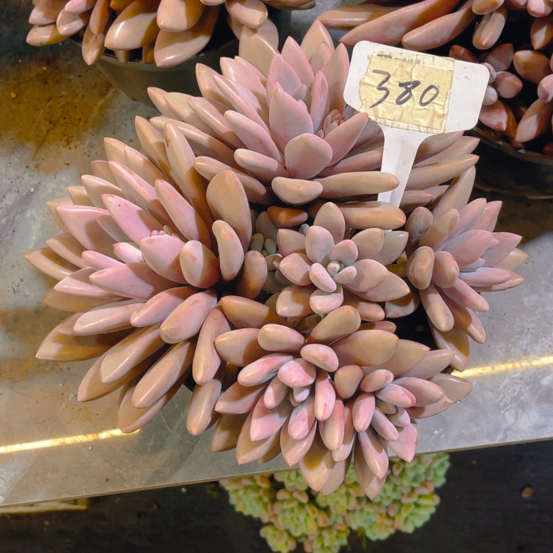 原****00000000000000380