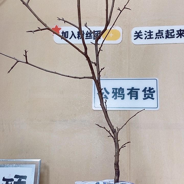 用***1无花朵哈哈哈哈哈