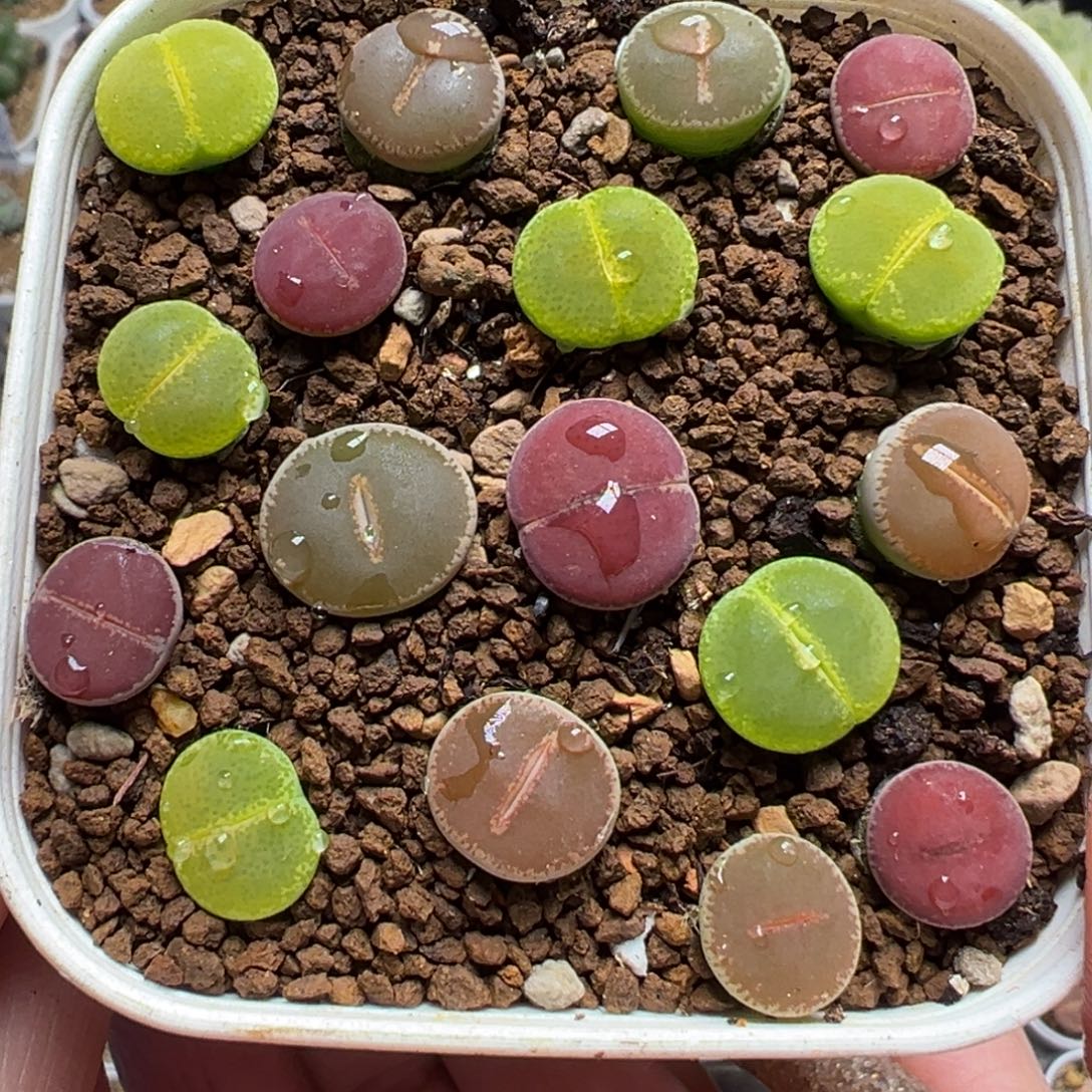 纯净窗Ko组合多肉植物