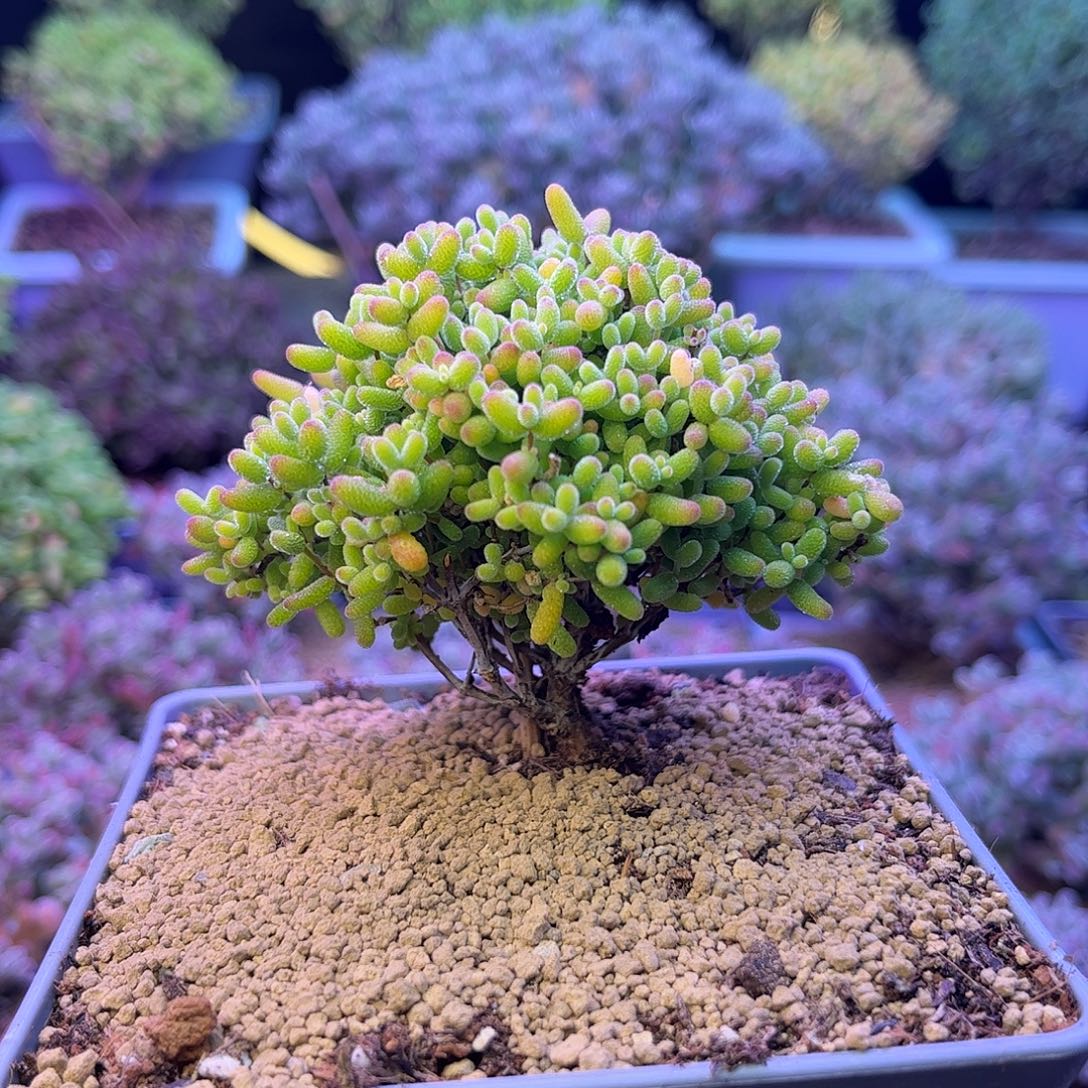 587蜜橘糖球枝干番杏