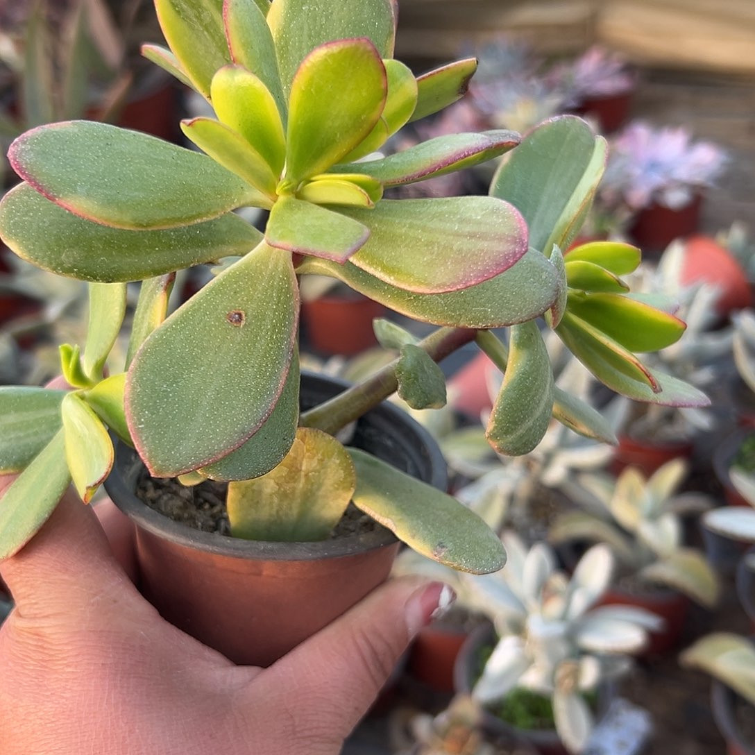 多肉植物油彩衣群