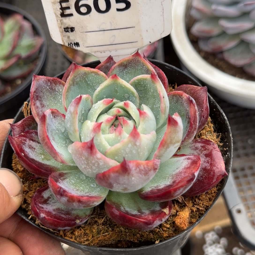 惊鸿一物一拍包装收缩花旱605