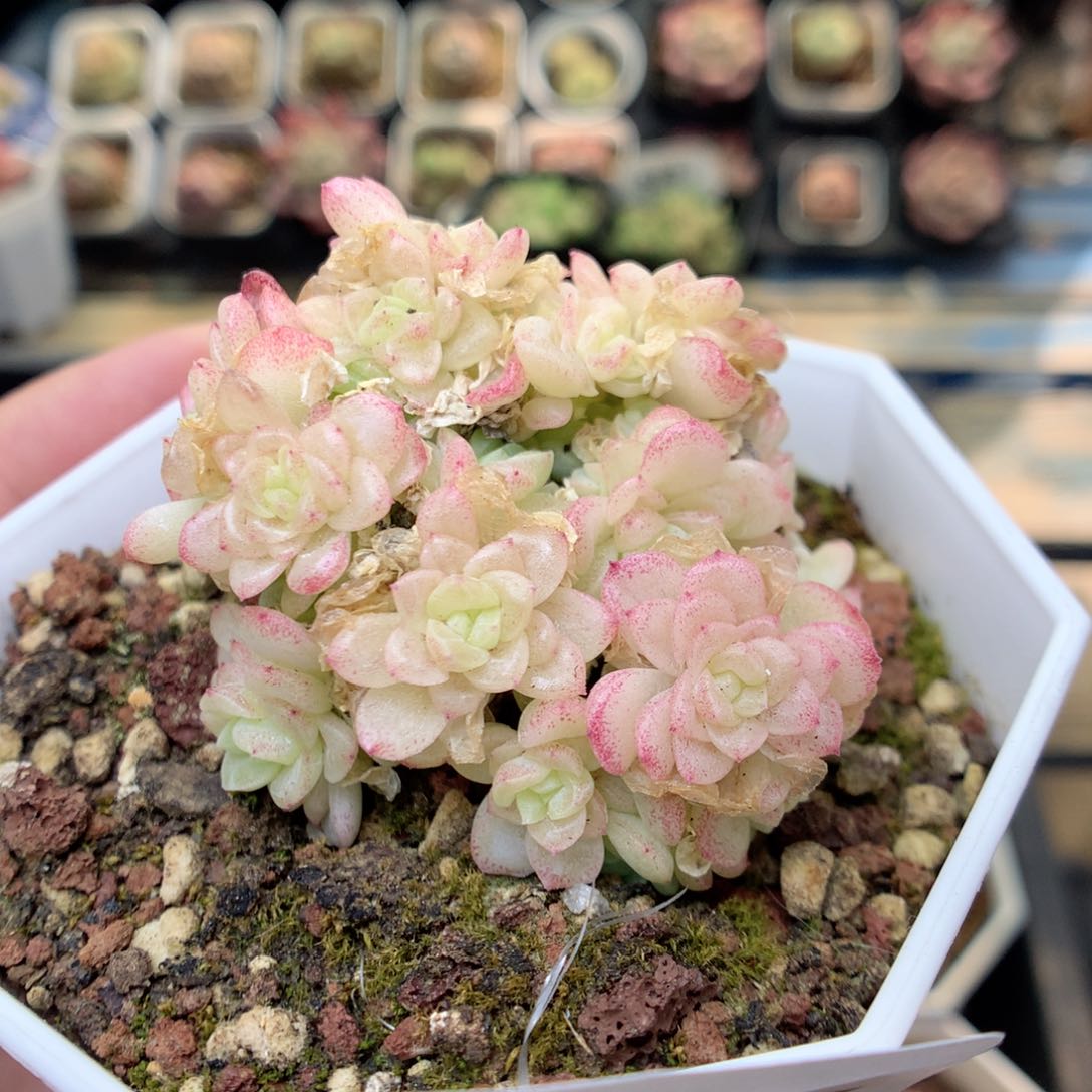 G147 ，20包邮两天凑单偏远不发货