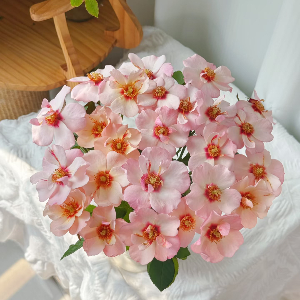 「嘤嘤怪鲜花」腓基尼公主玫瑰云南直发顺丰包邮