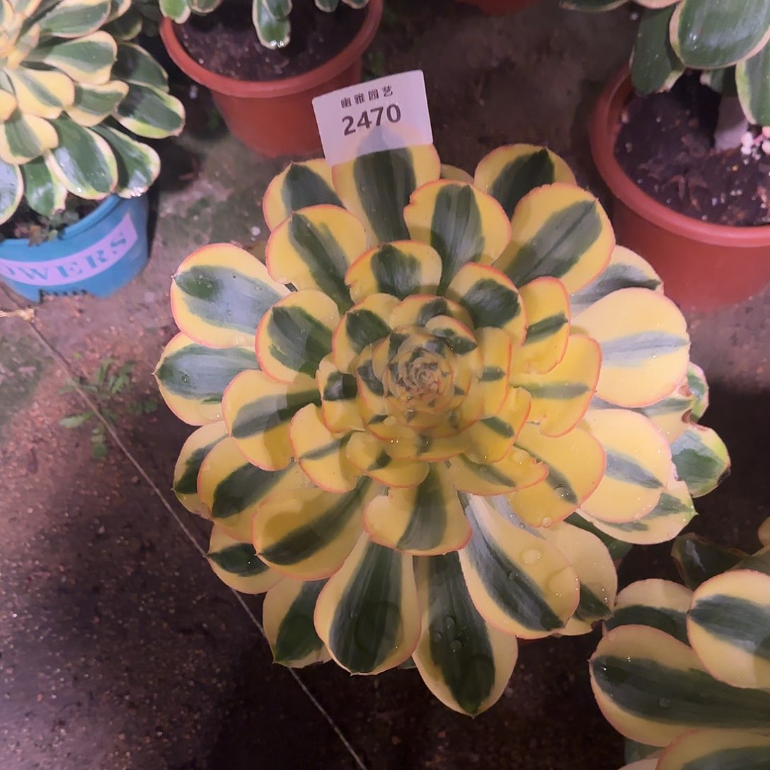 多肉植物王妃2470