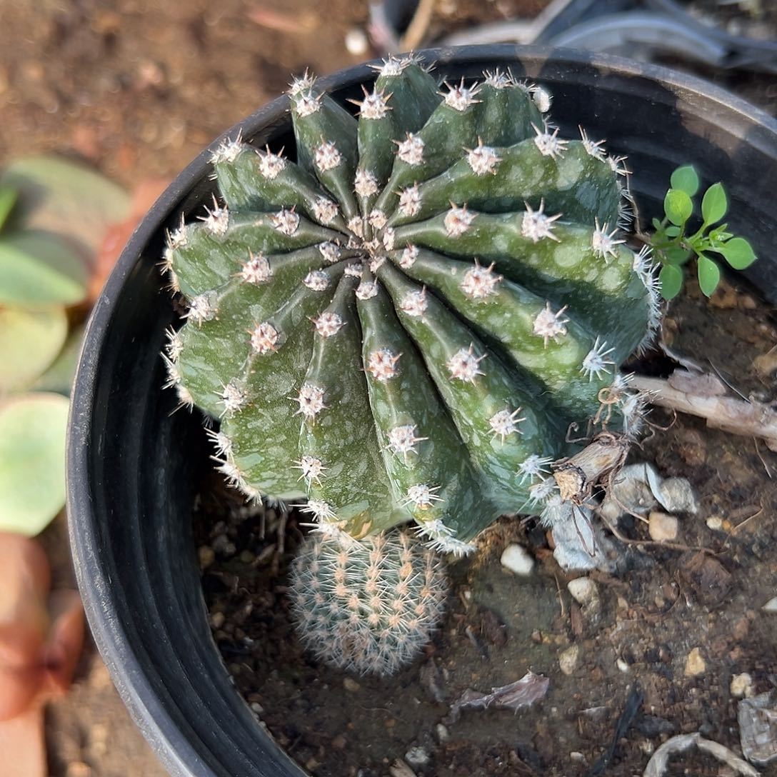 多肉植物粉金刚大