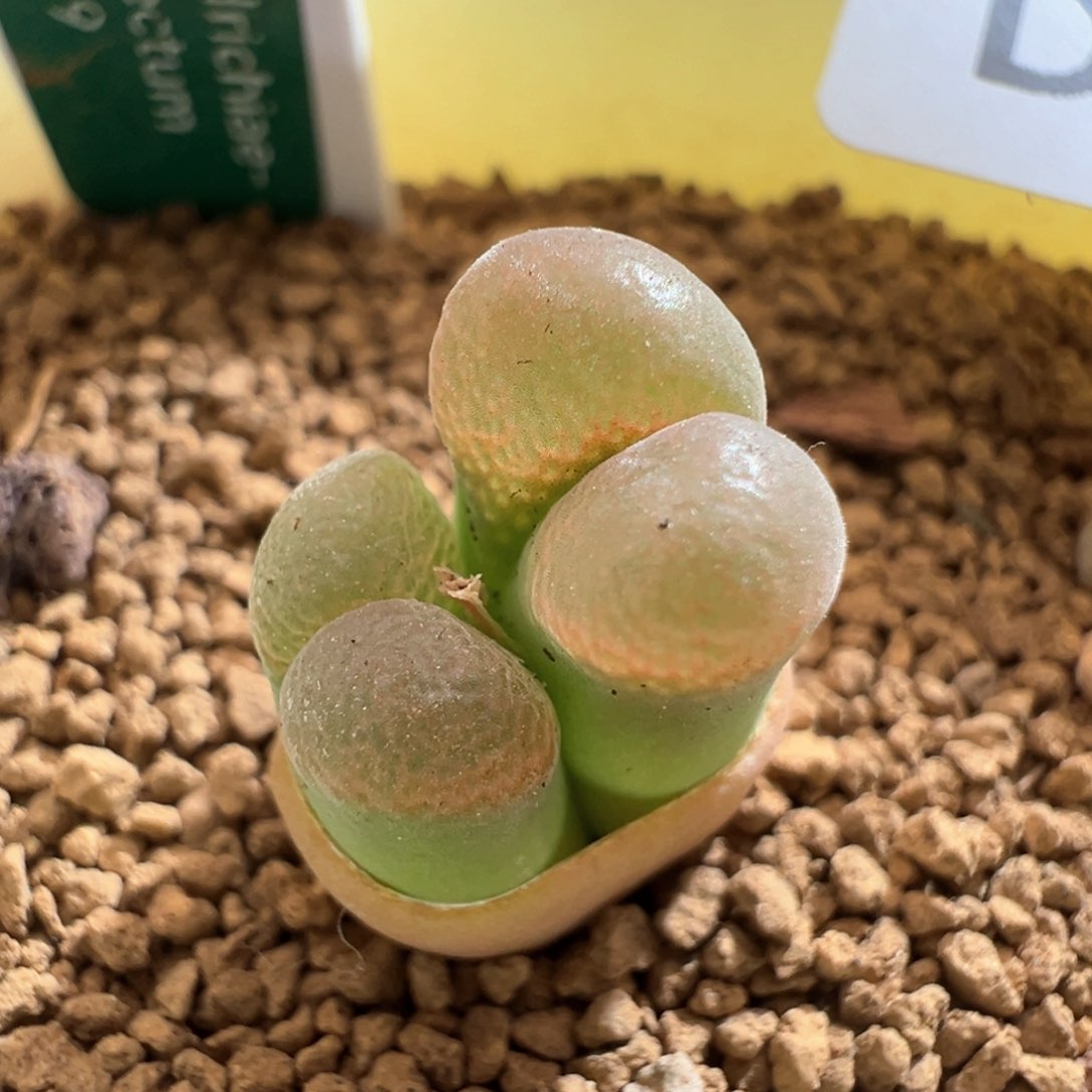 495。青蛙四年半优选1089鲑鱼粉双头母本